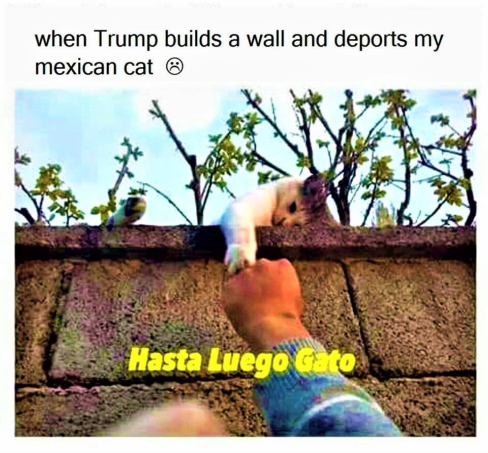 mexican cat